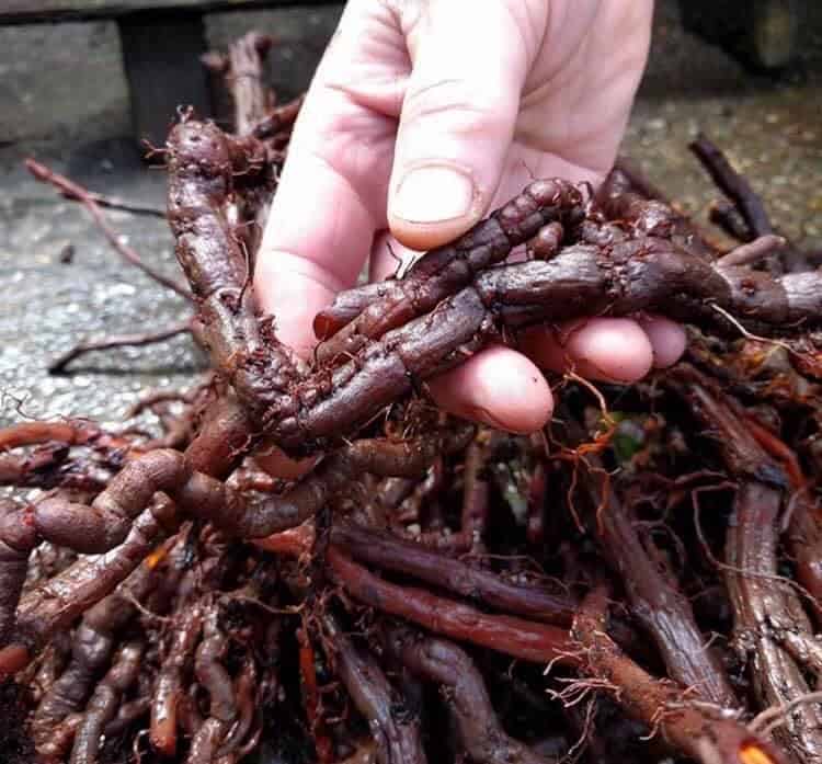 NATURAL DYES – THE HISTORY OF EXTRACTION OF BEAUTIFUL PLANT PIGMENTS NATURAL DYES – THE HISTORY OF EXTRACTION OF BEAUTIFUL PLANT PIGMENTS