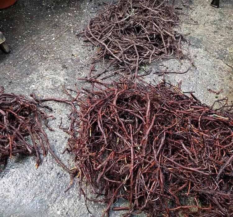 NATURAL DYES – THE HISTORY OF EXTRACTION OF BEAUTIFUL PLANT PIGMENTS NATURAL DYES – THE HISTORY OF EXTRACTION OF BEAUTIFUL PLANT PIGMENTS