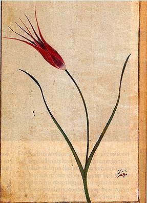 Indian Floral Patterns in Design and Textiles