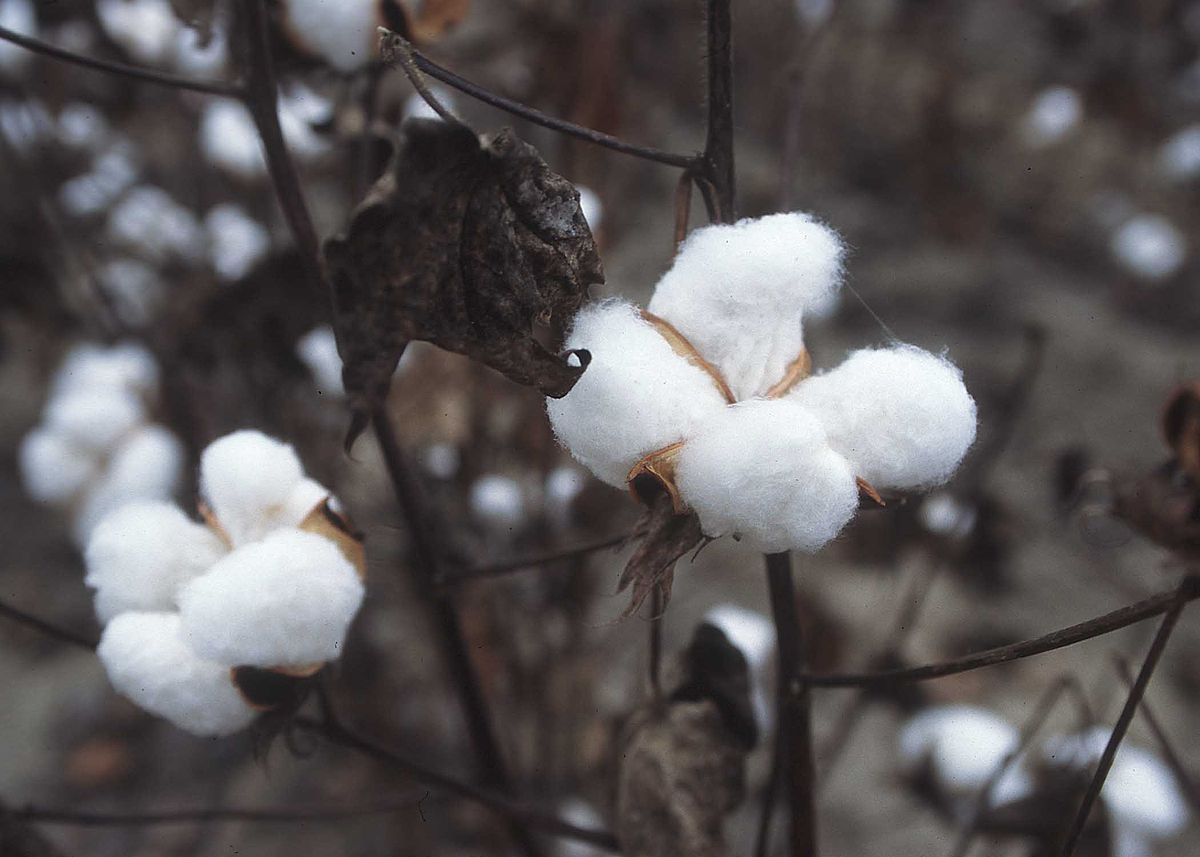 Seed selection for cotton